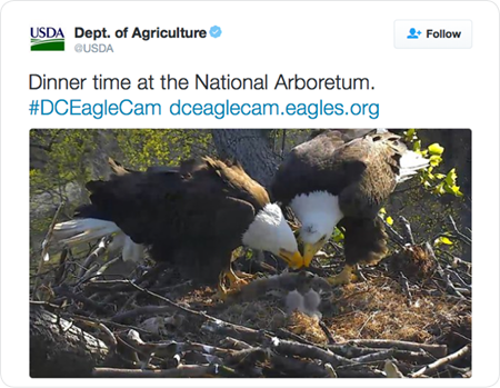 Dinner time at the National Arboretum. #DCEagleCam http://dceaglecam.eagles.org/  