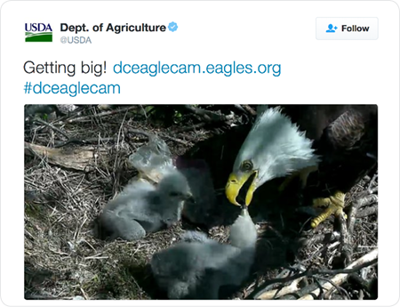 Getting big! http://dceaglecam.eagles.org/  #dceaglecam 