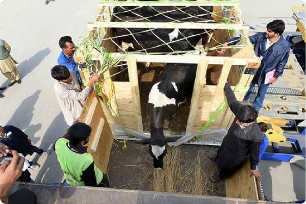 The first U.S. dairy cattle shipped to Pakistan in 17 years are loaded onto trucks for their journey to the FAS-supported demonstration farm at the Un