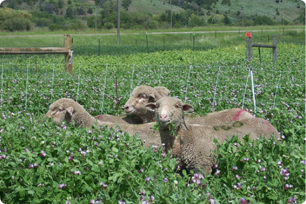 Sheep graze on cover crops in a Montana State University sustainable farming study.