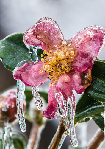 Freezing rain covers flowers, plants and trees in Falls Church, VA, like when unseasonably warm March is followed by last frost.