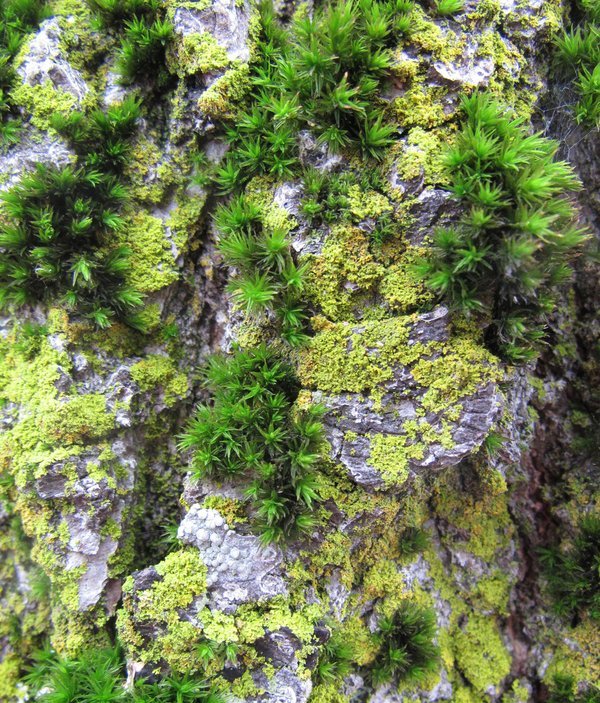 Moss growing on urban trees, such as this species sample of Lyell’s orthotrichum, is a useful bioindicator that can help monitor cadmium, a carcinogen