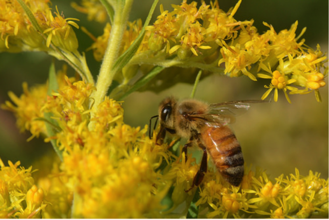 Honey bee health and climate change would both rank high on anyone’s list of hot topics in agriculture these days.
