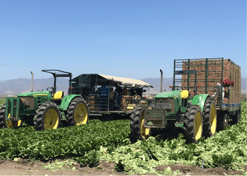 The U.S. Department of Agriculture's (USDA) Agricultural Marketing Service (AMS) helps protect growers, like the romaine lettuce producer pictured abo
