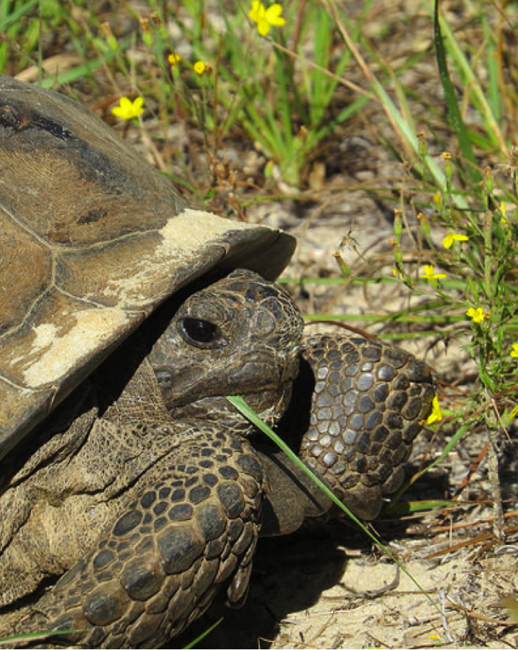 Gopher Tortoise