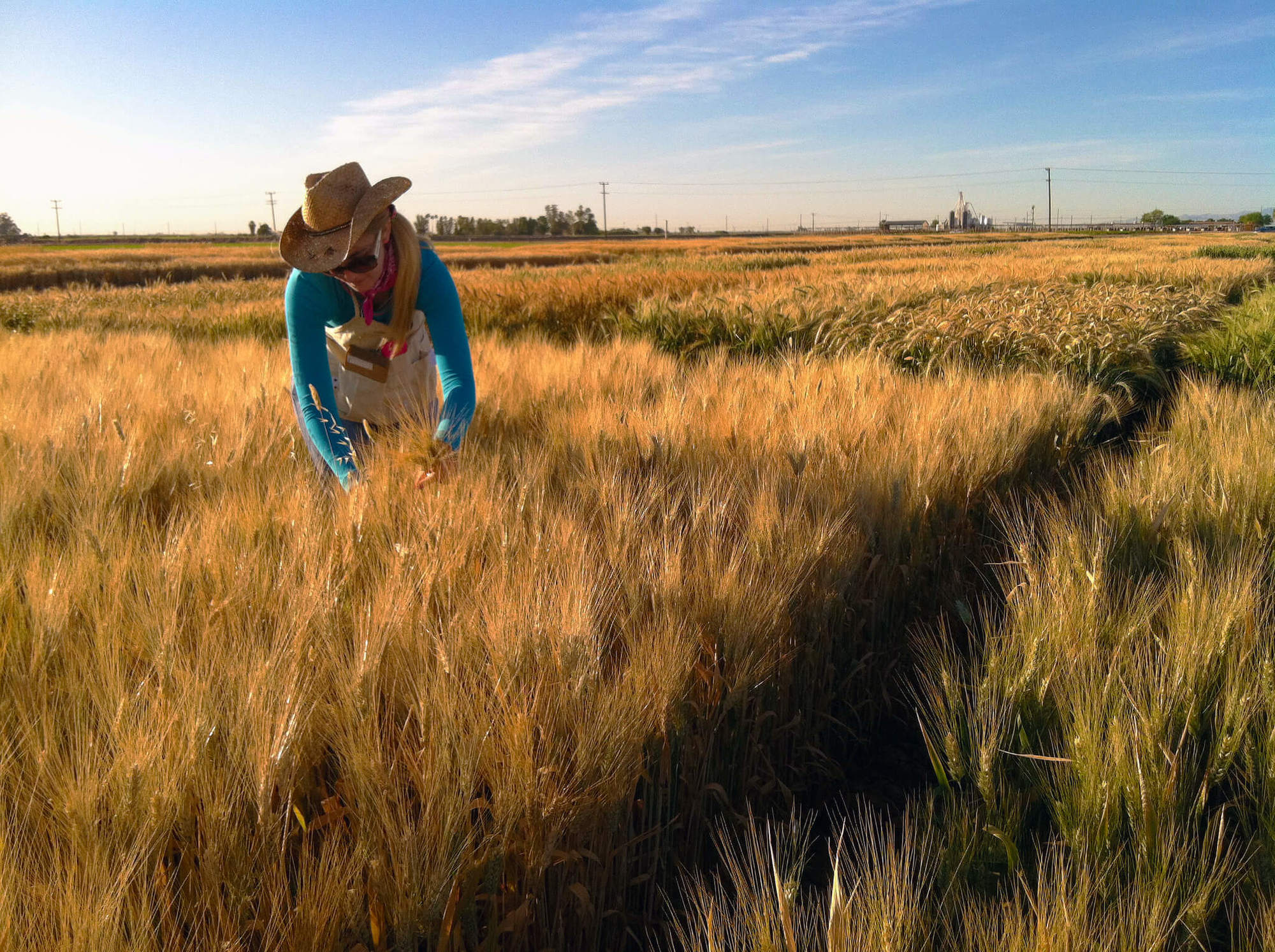Brittany Hazard, a University of California-Davis doctoral student collecting samples from a wheat field. Throughout the month we’ll tell the story of