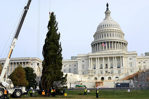 The U.S. Capitol Christmas Tree being hoisted from a very long tractor trailer