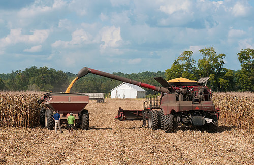Virginia farmers harvest their corn.