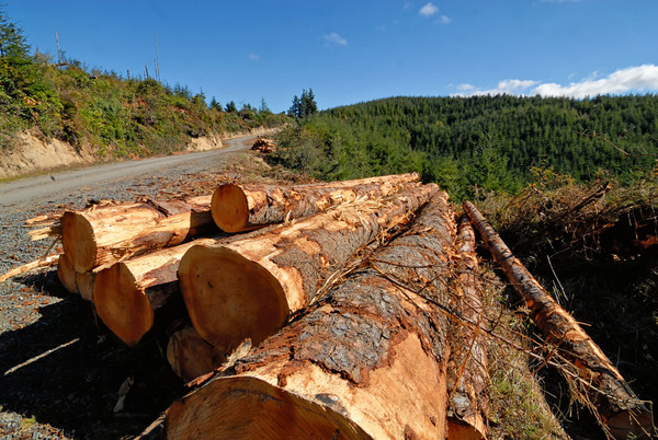 Logs of timber near a road