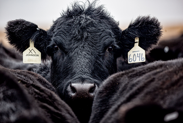 Black Angus cattle