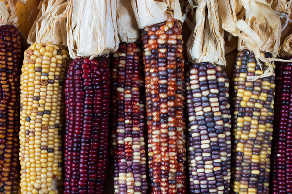 Multicolored corn