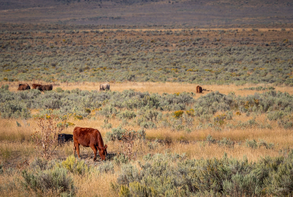 Cattle grazing on rangeland near Jordan Valley, OR