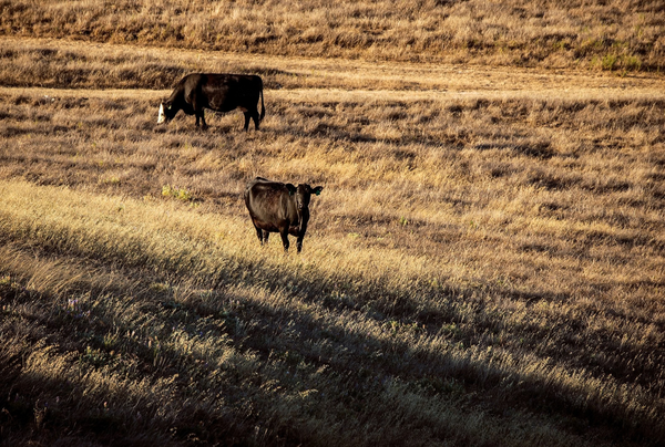 Cattle grazing