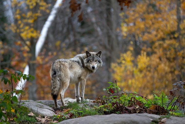 Grey wolf