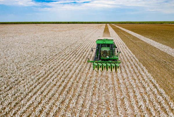 Aerial view of the cotton harvest
