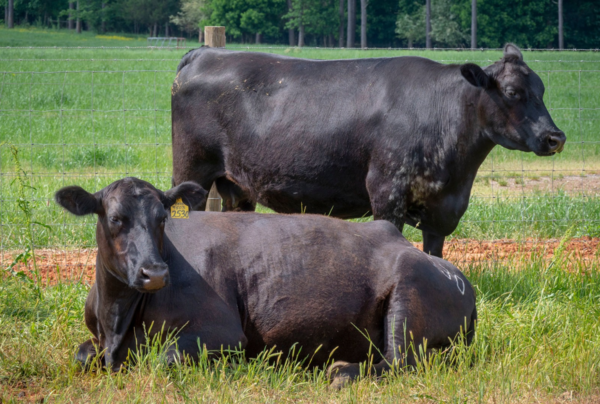 Cattle standing and sitting