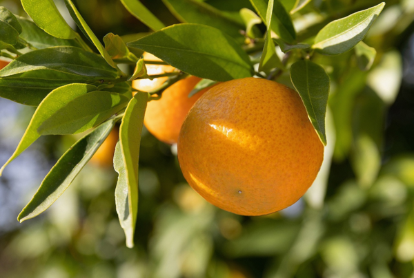 Oranges