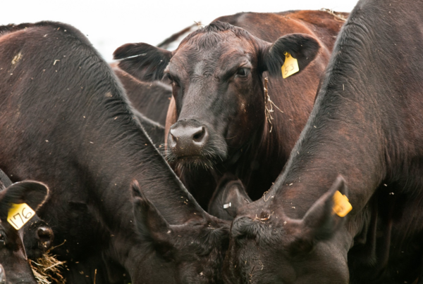 Cattle