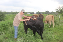 Veteran in a field with a cow