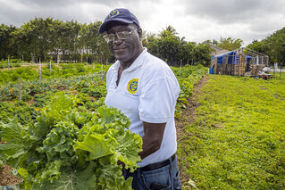 Black farmer in a field of lettuce holding several heads of lettuce