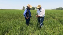2 black farmers talking in a field