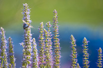 Bee on a tall pale purple stalk-like flower