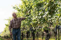 A male farmer stands in a vineyard 