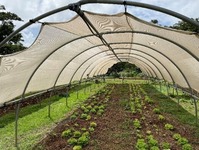 Vegetables growing under a hoop tent