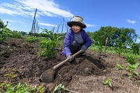 An Asian farmer plows a field using a hoe