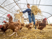 Female farmer scatters straw in canopied area with chickens