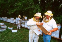bee keepers with hives in the background