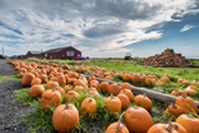 Pumpkin farm