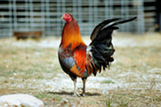 Fighting rooster