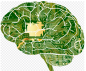 Picture of a brain