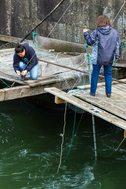 Photo of sisters Kim Brigham Campbell and Terrie Brigham, owners of Brigham Fish Market, preparing to fish on their platforms on the Columbia River