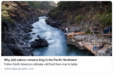Why wild salmon remains kin in the Pacific Northwest: nationalgeographic.com