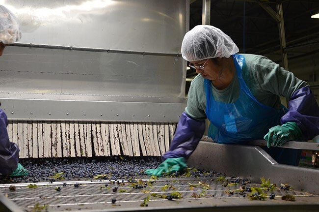 A person wearing a hairnet inspects blueberries passing by on a conveyor.