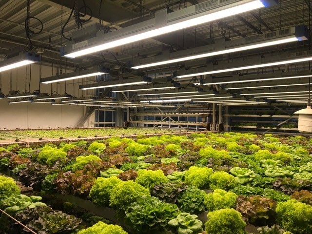 Lighting update at Vertical Harvest in Jackson