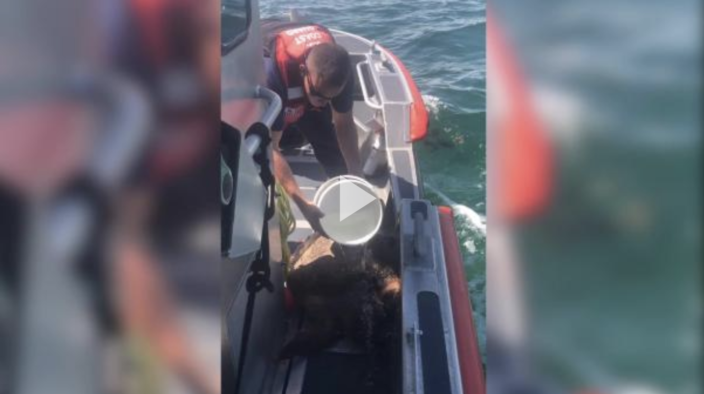 Coast Guard, partner agencies rescue injured sea turtle 2 miles southeast of Plantation Key