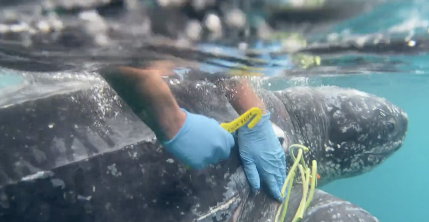 Coast Guard crew members free turtle