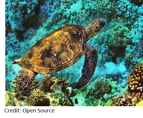 Sea Turtle