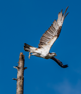 Osprey