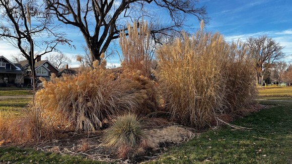 A garden bed full of different heights of dried ornamental grasses in a park on a sunny day.