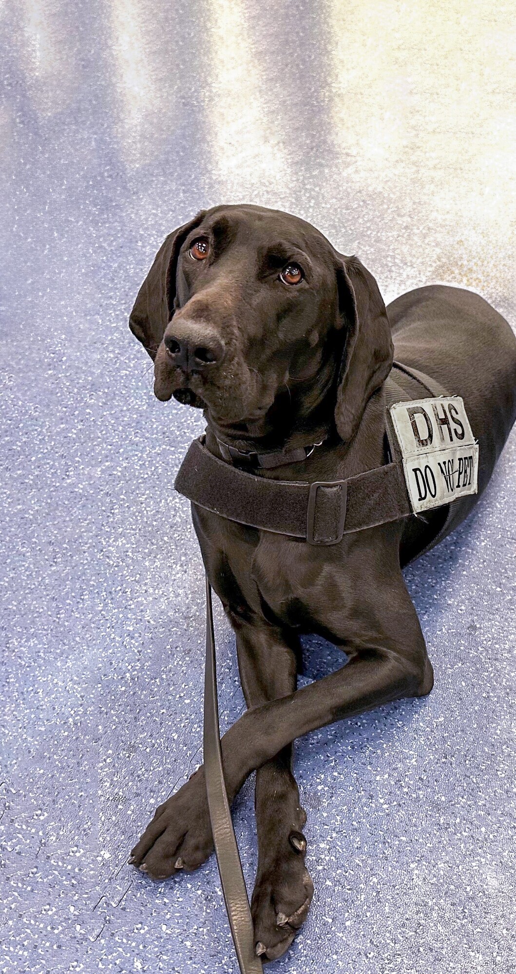 2023 TSA Cutest Canine Dina takes time out of her busy day to pose. (Photo: Courtesy of TSA)