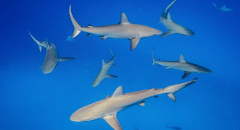 Whitetip reef sharks. Credit: NOAA Fisheries/Andrew Gery