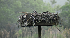 An osprey sits on the nest in Connecticut.