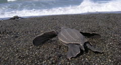 Newly Mapped Sea Turtle Genomes Reveal Ancient Roadmap of Survival 