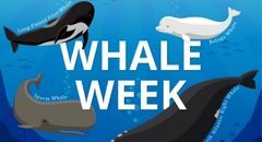 Whale Week: Celebrating the Wonder of Whales
