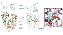 The Source-July 2024-DNA