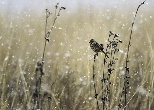 Song sparrow, one of North America's most widespread birds